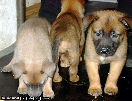 Malinois Kleiner Blick in die 