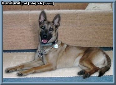 Malinois Hunde Foto 11999 Malinois