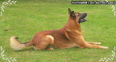 Malinois Hunde Foto 44334 in höherer Auflösung ansehen Malinois Nero Mai 2009