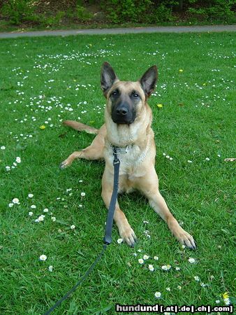 Malinois Cindy