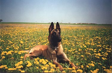 Malinois Atra du Pays des Chateaux