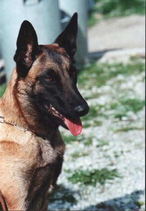 Malinois Hunde Foto 605 Malinois Atra du Pays des Chateaux