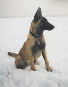 Malinois Hunde Foto 606 Malinois Atra du Pays des Chateaux