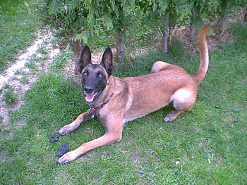 Malinois Hunde Foto 607 Malinois Atra du Pays des Chateaux