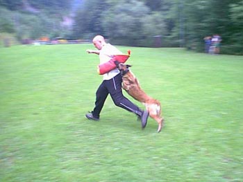 Malinois Hunde Foto 608 Malinois Atra du Pays des Chateaux