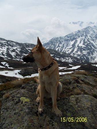 Malinois Hunde Foto 36653 in höherer Auflösung ansehen Malinois Joe im Urlaub