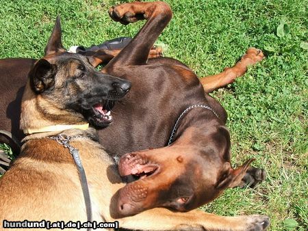 Malinois Mira und Armi