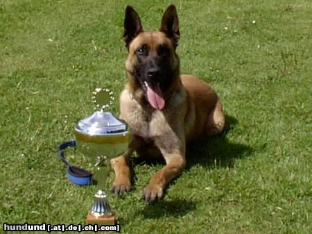 Malinois Hunde Foto 7600 Malinois Alf