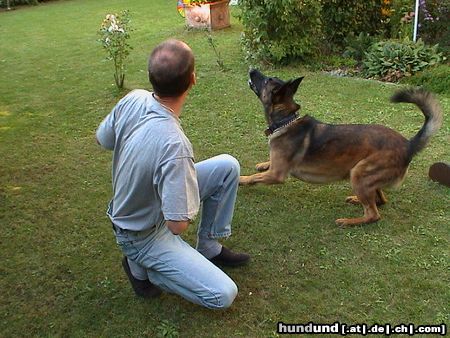 Malinois Hunde Foto 2692 Malinois Tapu aus Namibia (5 Jahre) - Spielen, spielen, spielen...