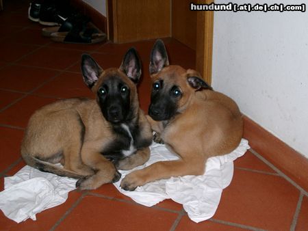 Malinois Hunde Foto 5968 Malinois Arielle&Attack, 2 1/2 Monate