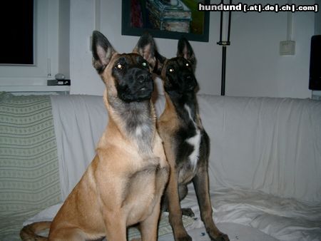 Malinois Hunde Foto 5971 Malinois Arielle&Attack, 4 Monate