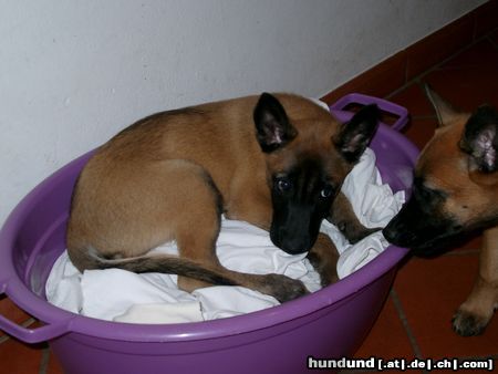 Malinois Hunde Foto 5969 Malinois Hier ist's aber gemütlich!