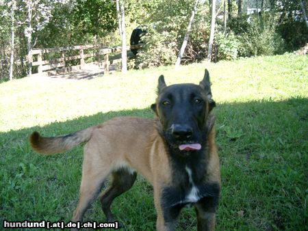 Malinois Hunde Foto 5970 Malinois Arielle&Attack, 2 1/2 Monate