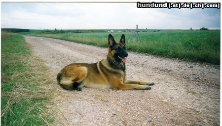 Malinois Benno 