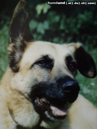Malinois Hunde Foto 8344 Malinois Basti