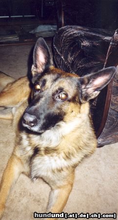 Malinois Hunde Foto 12188 Malinois Benno