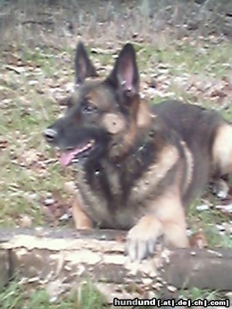 Malinois Hunde Foto 19558 in höherer Auflösung ansehen Malinois Benno im Wald