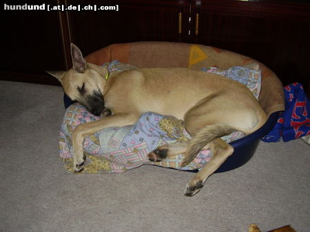 Malinois Hunde Foto 25090 Malinois mein hund
