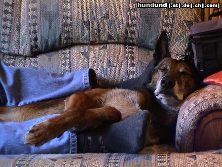 Malinois Hunde Foto 2690 Malinois Retirement is good! Rico