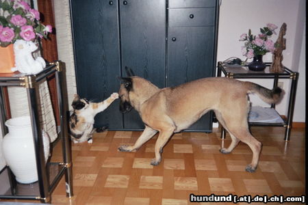 Malinois Hunde Foto 26525 Malinois Meine Hündin Angie und ihre beste Freundin Mutzi beim klären der rangordnung.Meine hilfe wurde nicht benötigt, da beide sehr gut miteinander auskommen.