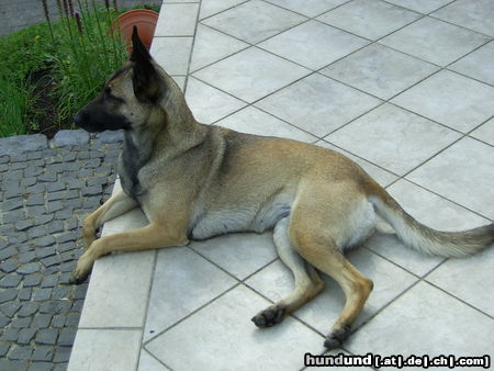 Malinois Hunde Foto 26420 Malinois das beste was mir je begegnen konnte, ist mein hund. sie ist einfach wunderbar und bildschön
