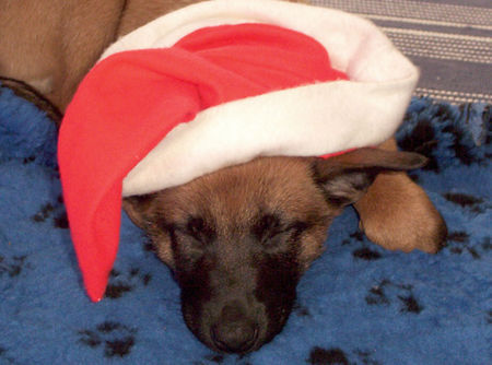 Malinois Hunde Foto 43083 in höherer Auflösung ansehen Malinois Enya als Welpe