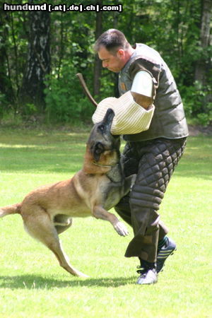 Malinois Hunde Foto 25197 in höherer Auflösung ansehen Malinois Eyko v.d.Breuker Heide, IPO3, 12J.