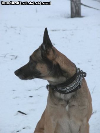Malinois Hunde Foto 8704 Malinois Was war das???