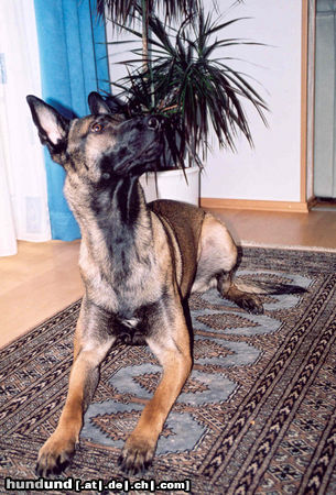 Malinois Hunde Foto 26007 in höherer Auflösung ansehen Malinois Brando de la Basse Autriche