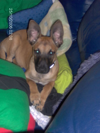 Malinois Hunde Foto 37317 Malinois ...ich bin ganz Ohr...