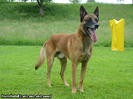 Malinois Hunde Foto 25340 in höherer Auflösung ansehen Malinois Valdes du Boscaille (Coyote)