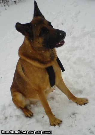 Malinois Hunde Foto 45490 in höherer Auflösung ansehen Malinois Nero im Schnee 10.01.2010