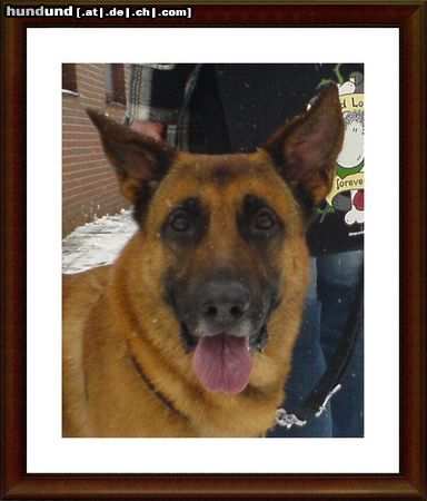 Malinois Hunde Foto 45489 in höherer Auflösung ansehen Malinois Nero