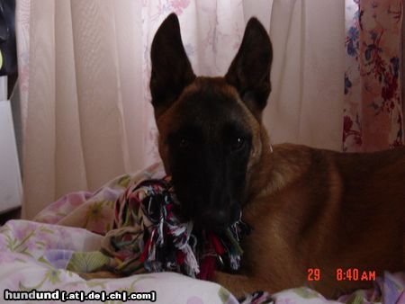Malinois Hunde Foto 7313 Malinois Meine kleine Mali-Maus ;-)
