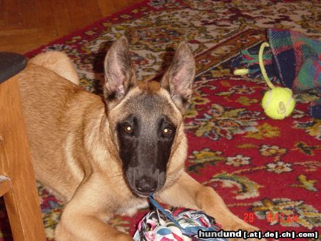 Malinois Hunde Foto 7314 Malinois Mmh, ist das lecker, aber immer diese Paparazzi. *ggg*