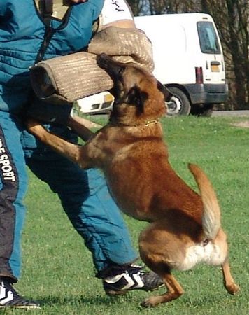 Malinois Hunde Foto 39999 in höherer Auflösung ansehen Malinois Xantos van de Lobo Hoeve