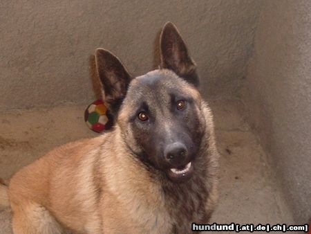Malinois Hunde Foto 18957 in höherer Auflösung ansehen Malinois Das ist Coco!