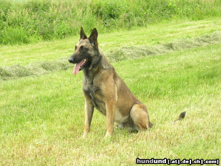 Malinois Hunde Foto 25268 in höherer Auflösung ansehen Malinois Quirano le Bosseur