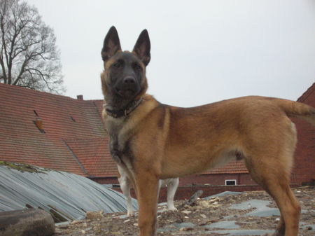 Malinois Hunde Foto 29654 in höherer Auflösung ansehen Malinois wo ist der zweite hund???