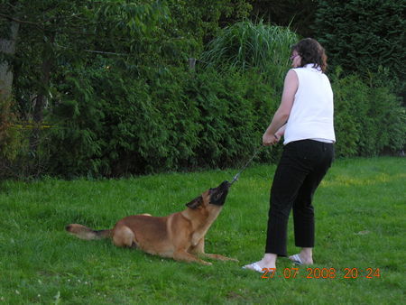 Malinois Hunde Foto 42638 in höherer Auflösung ansehen Malinois Nero und sein Ball