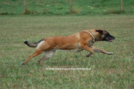 Malinois Hunde Foto 39998 in höherer Auflösung ansehen Malinois Xena van de Lobo Hoeve