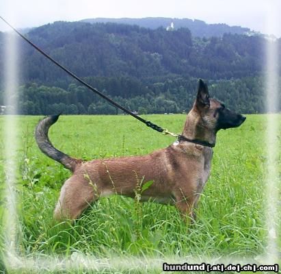Malinois Hunde Foto 5798 Malinois Xena van de Lobo Hoeve