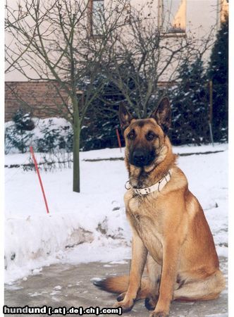 Malinois malinois 65 cm,40 kg IPO 1,ZVV1