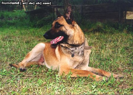 Malinois Hunde Foto 10636 Malinois Deny ze Svobodneho dvora, IPO1,ZVV1
