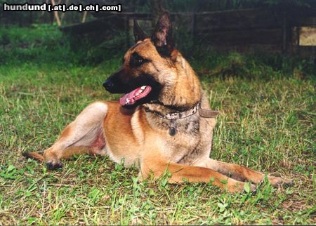 Malinois Deny ze Svobodneho dvora, IPO1,ZVV1