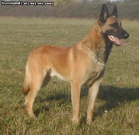 Malinois Hunde Foto 10614 Malinois Deny ze Svobodneho dvora, IPO1,ZVV1