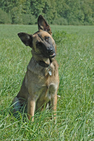 Malinois