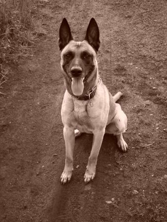 Malinois Hunde Foto 33520 in höherer Auflösung ansehen Malinois Drago