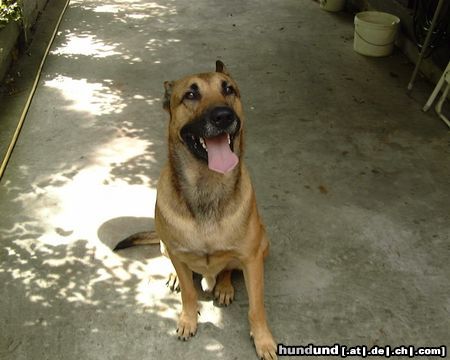 Malinois Hunde Foto 4361 Malinois Dingo!