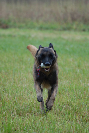 Malinois Hunde Foto 40227 in höherer Auflösung ansehen Malinois Fiona - 3J - aus dem Tierschutz (Frankreich)